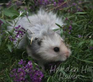 Gunner- Dark Grey Umbrous Longhaired Male Syrian Hamster